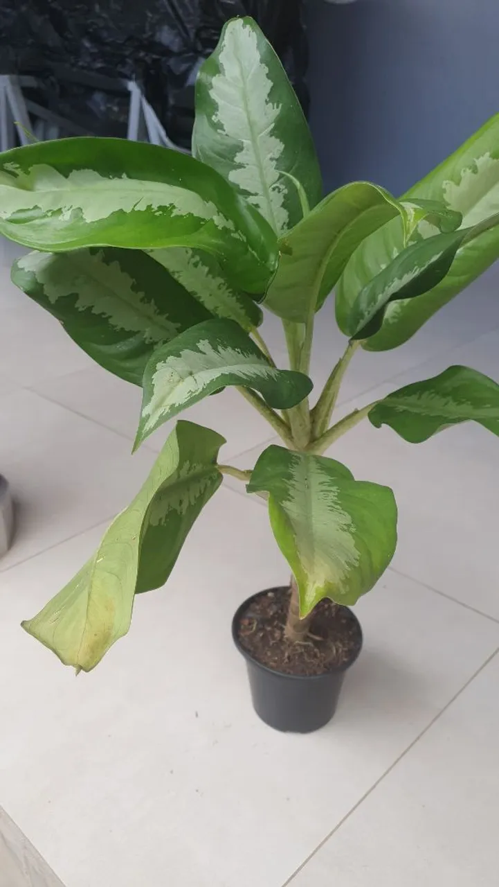 Plantas diversas