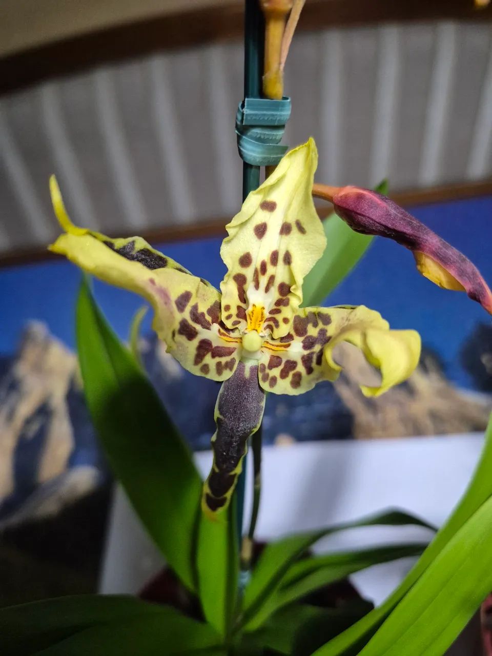 Orquídea Híbrida Oncidium