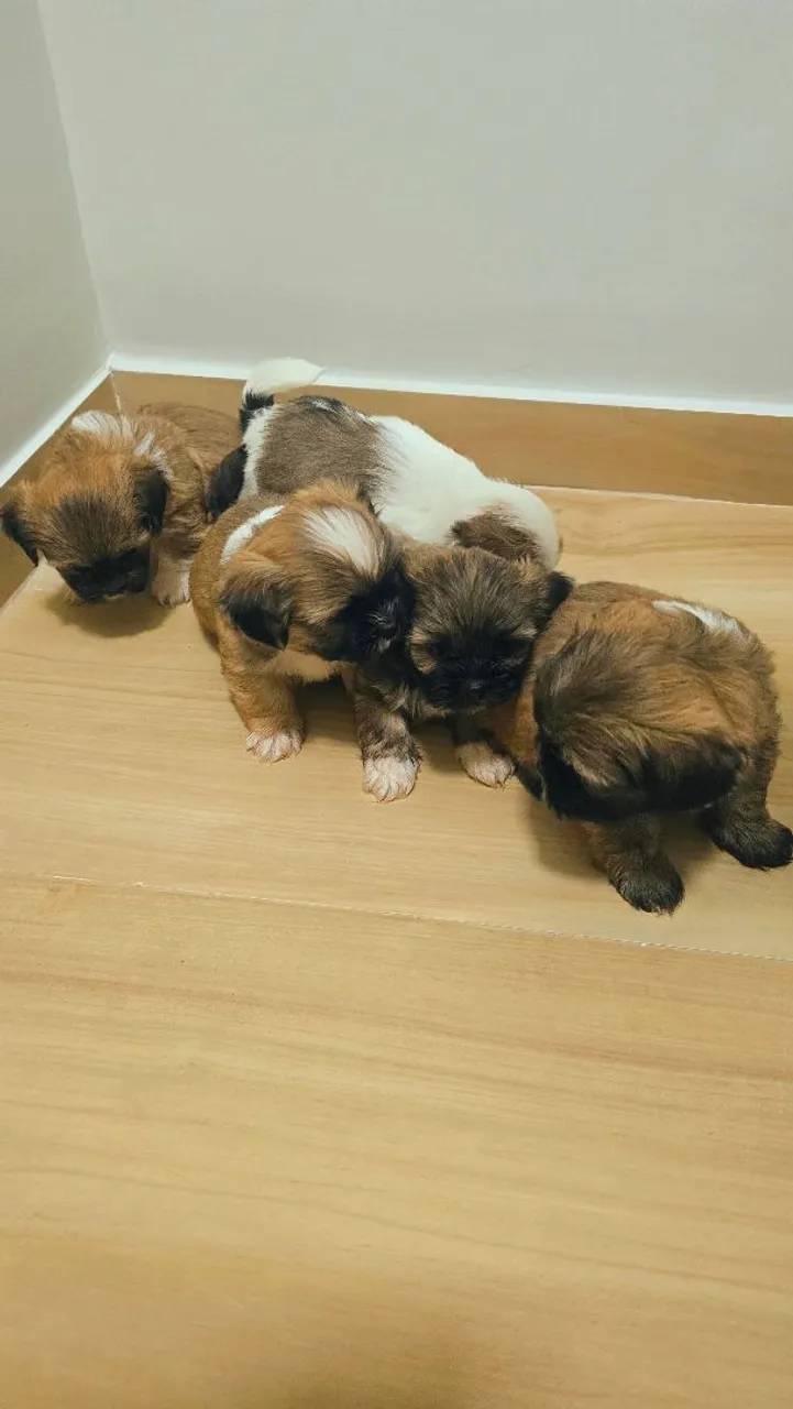 Filhotes de Shih Tzu shihtzu 