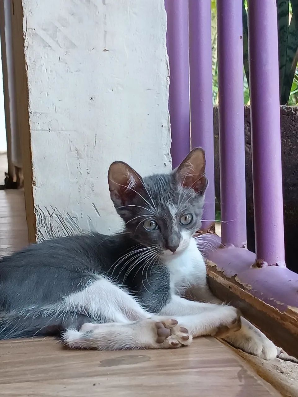 Gatinhos Filhotes - Foto 2