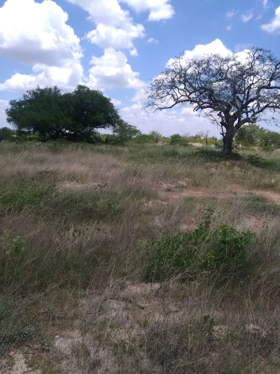 Terreno a sua espera 