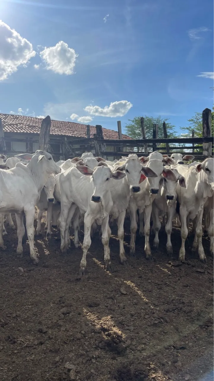 Lote com 45 bezerros Nelore a venda!