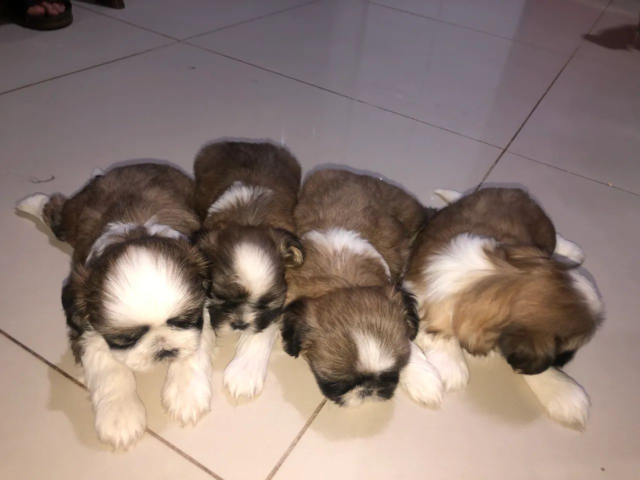 SHITZU FILHOTE - Foto 6