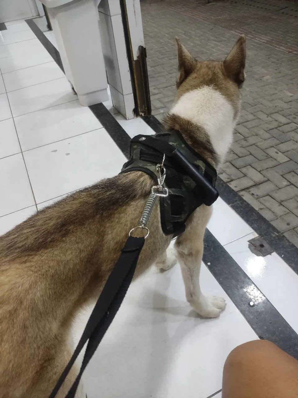 Vendo hunsky siberiano
