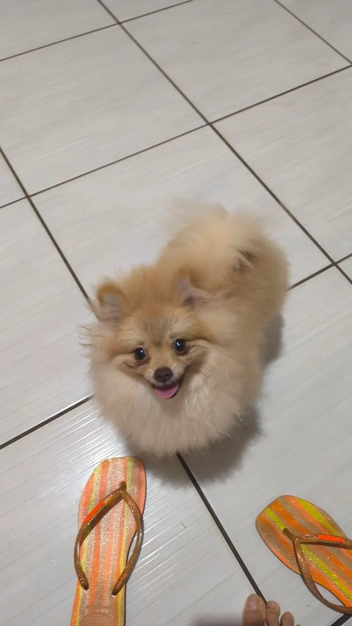 Filhote de Spitz Alemão disponível para adoção