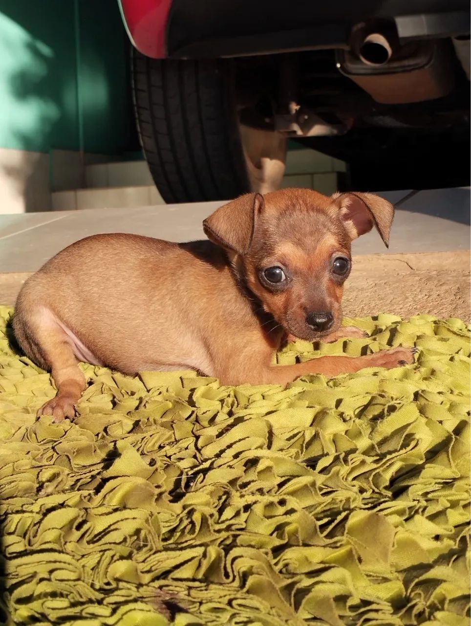 Pinscher brasileiro 