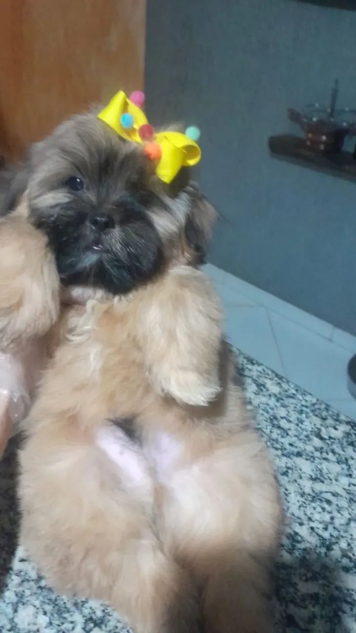 Shihtzu filhote mini - Foto 3