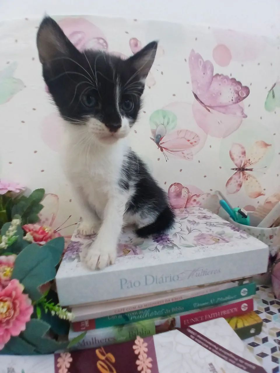 Doação lindos filhotes de gatinhos - Foto 3