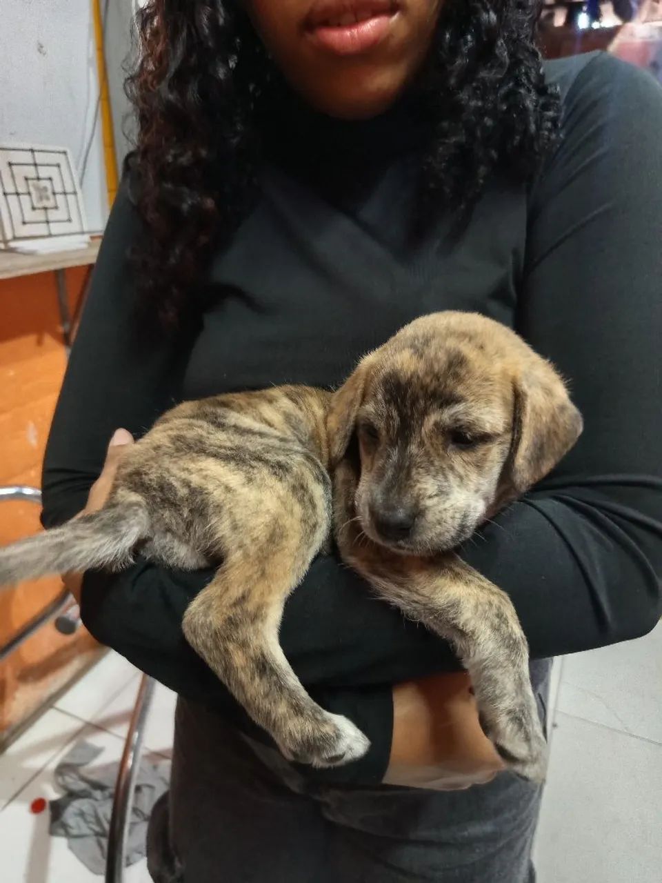 Doação cachorros  - Foto 3