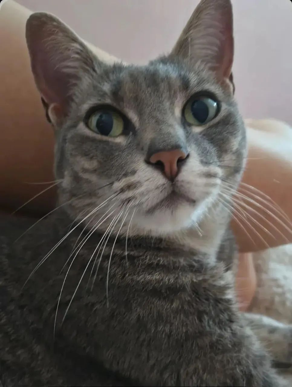 Gata para doação  - Foto 3