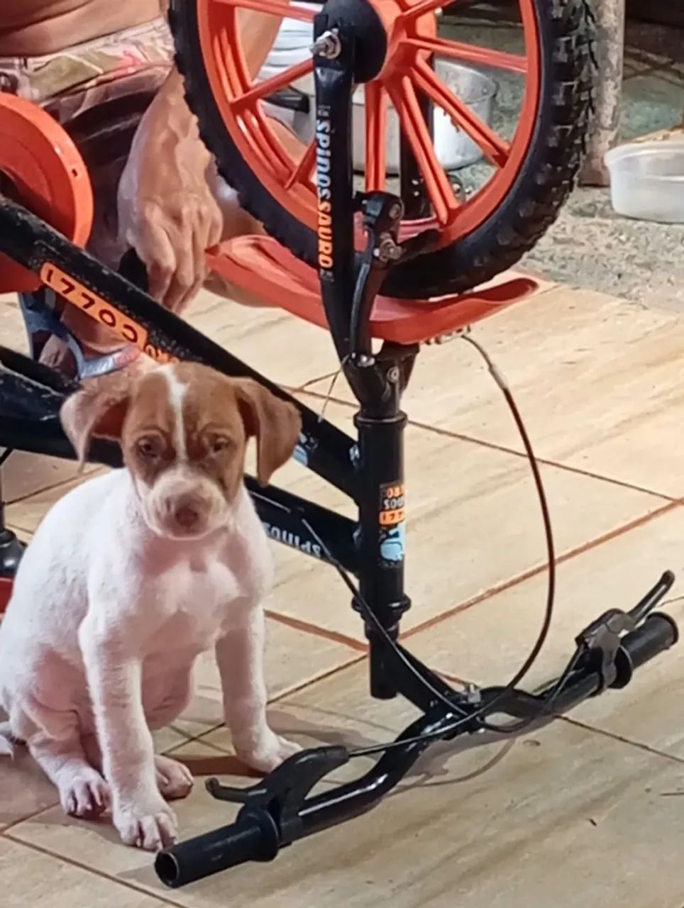 Animais  - Foto 2
