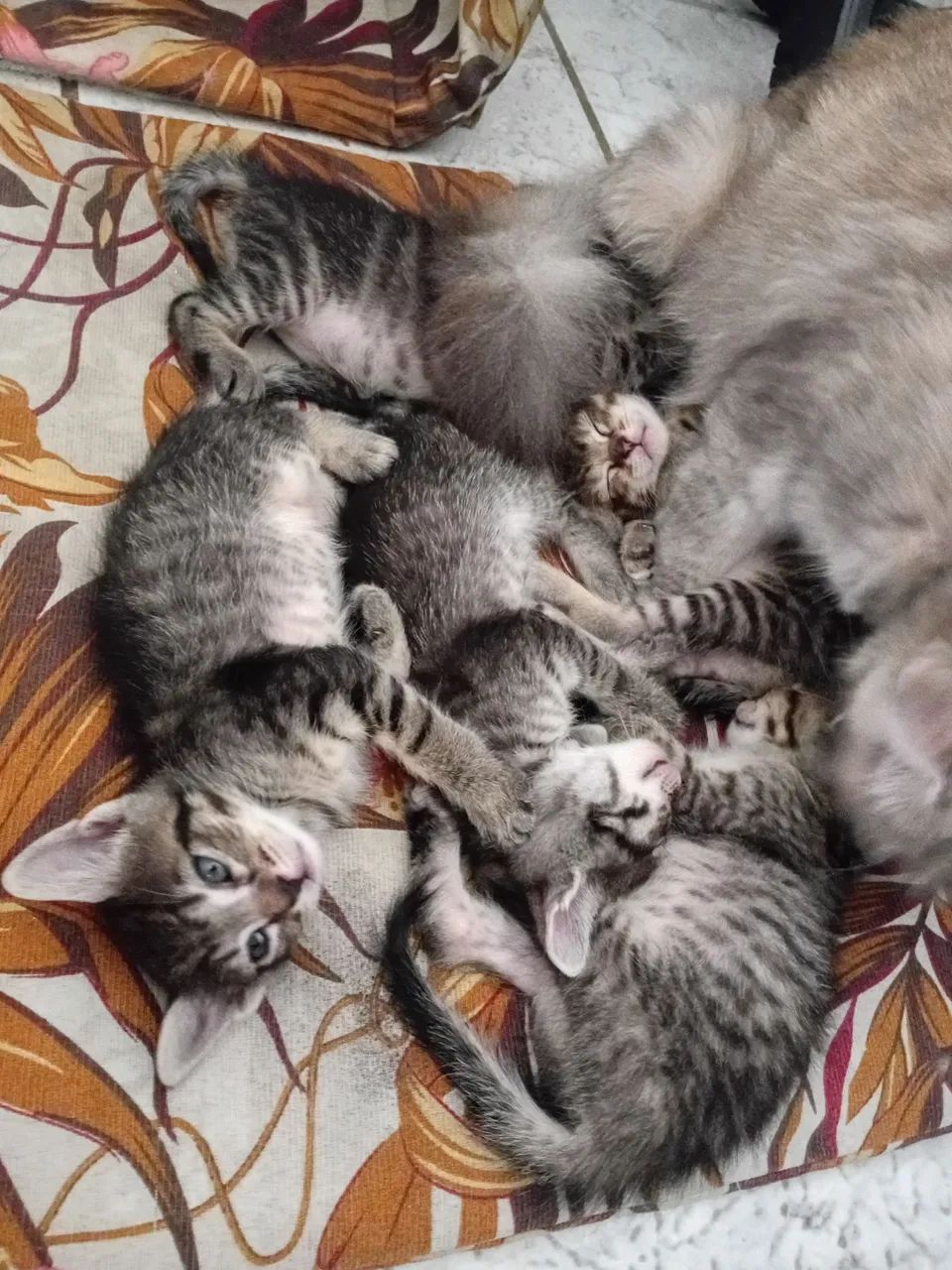 Doação de gatinhos 