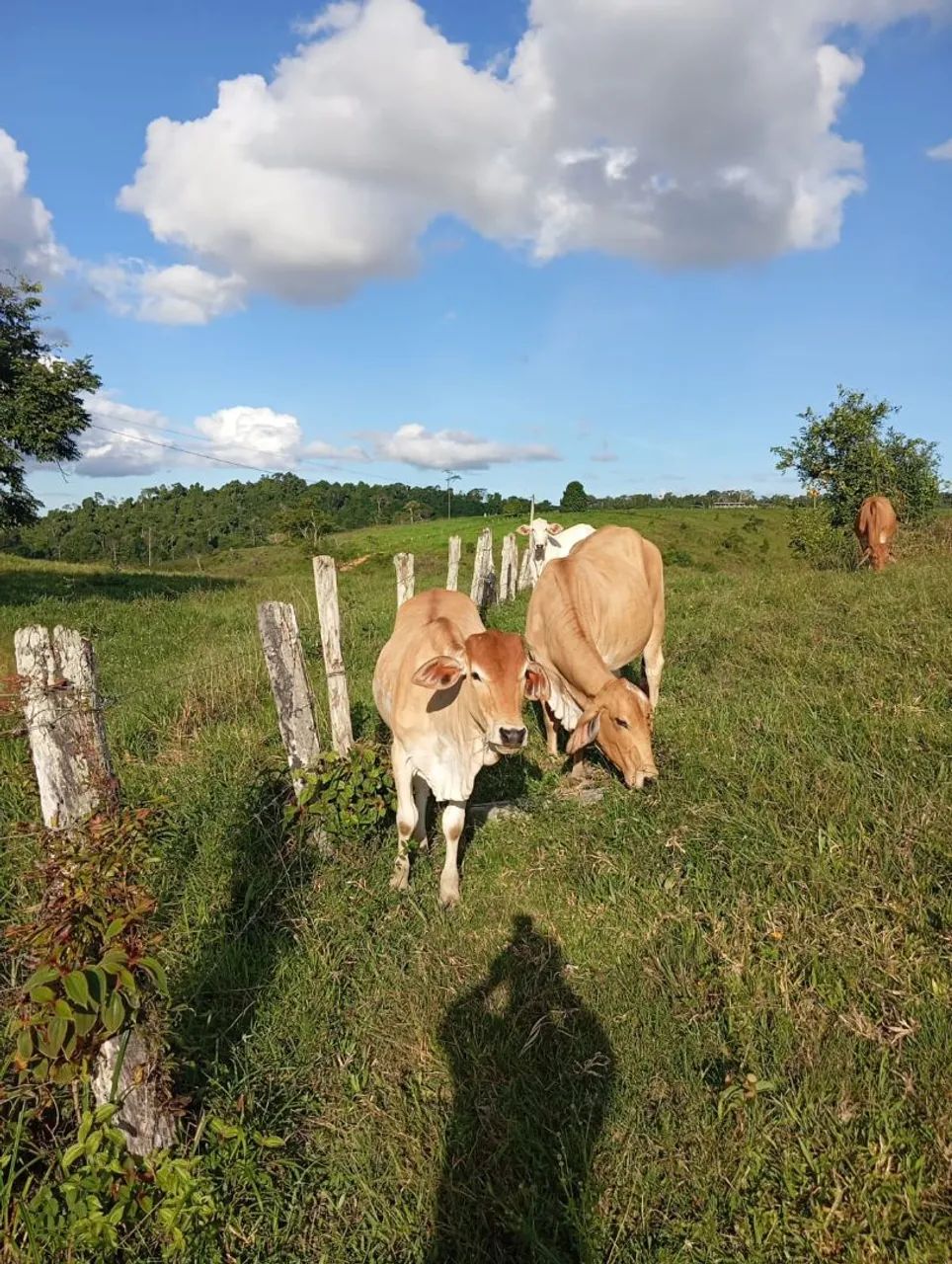 Fazenda a venda - Foto 5