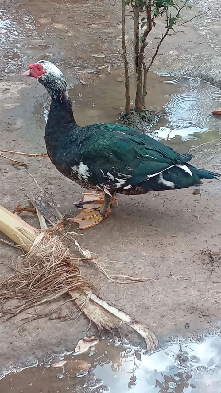 Patos 