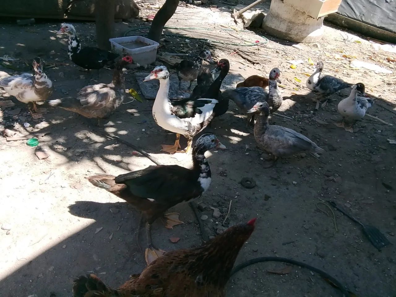 Vende-se patos - Foto 3
