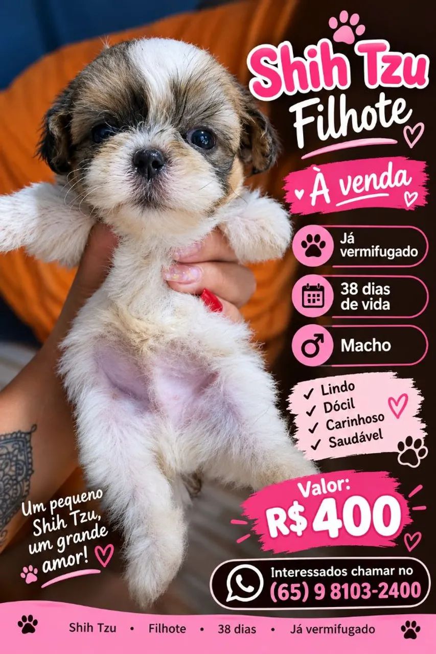 Shih tzu filhotes 