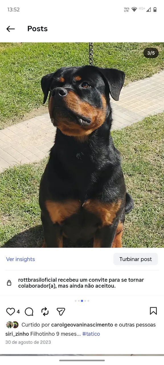 Cachorro  - Foto 3