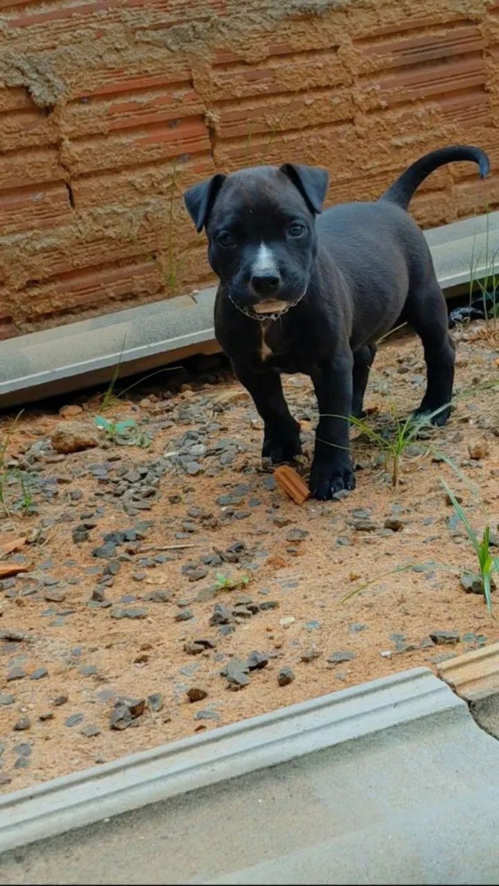Pit bull