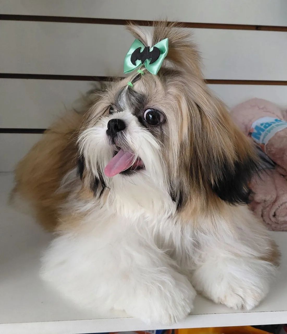 Shih tzu macho pra cruzar  - Foto 5