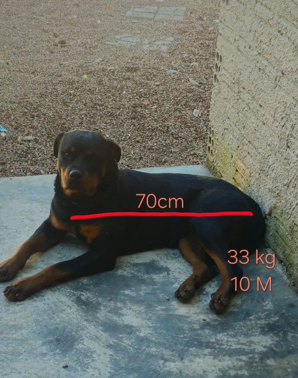 Fêmea Rottweiler - Foto 4