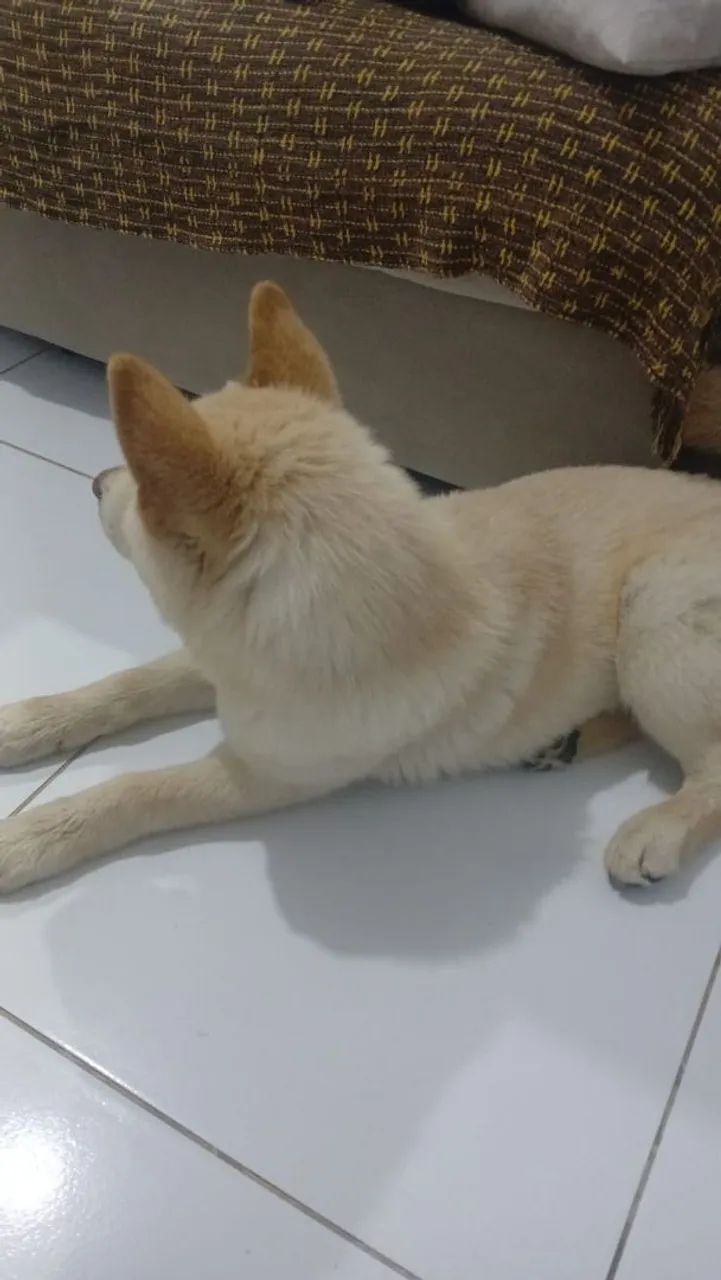 Vende-se Shiba  - Foto 4