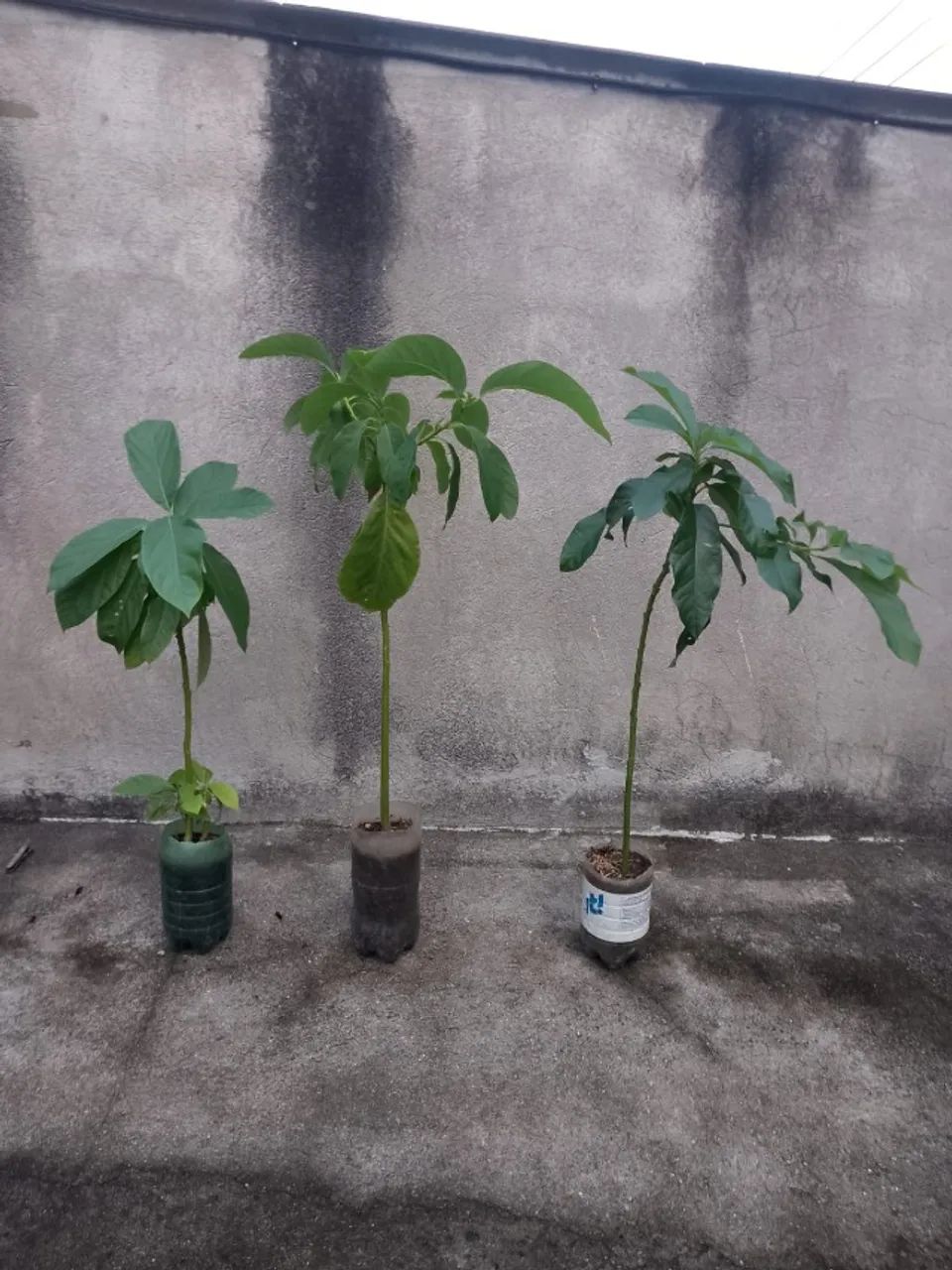Frutiferas - Mudas de ótima procedência - R$ 15,00 cada IMPERDÍVEL. - Foto 3