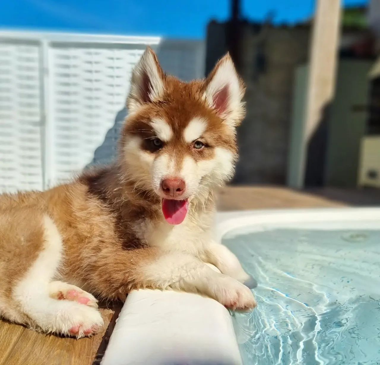 Filhote husky siberiano, O filhotinho perfeito para você pode estar aqui!