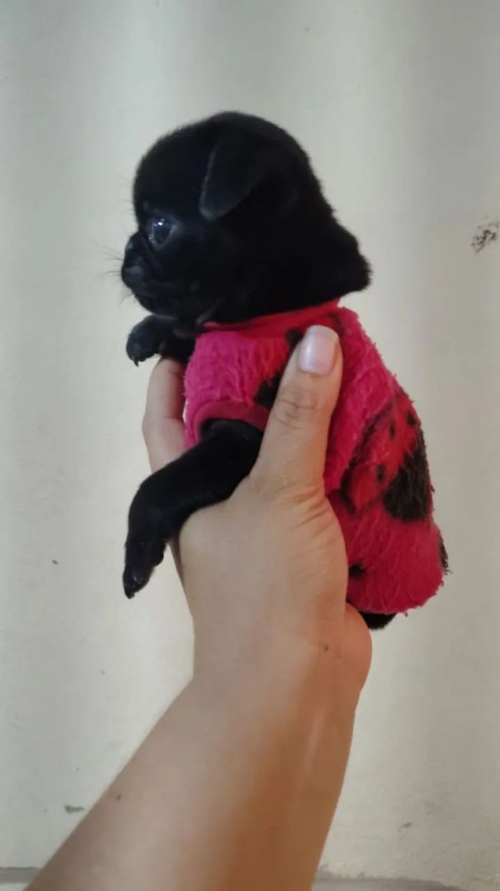 Mini Pug Black 