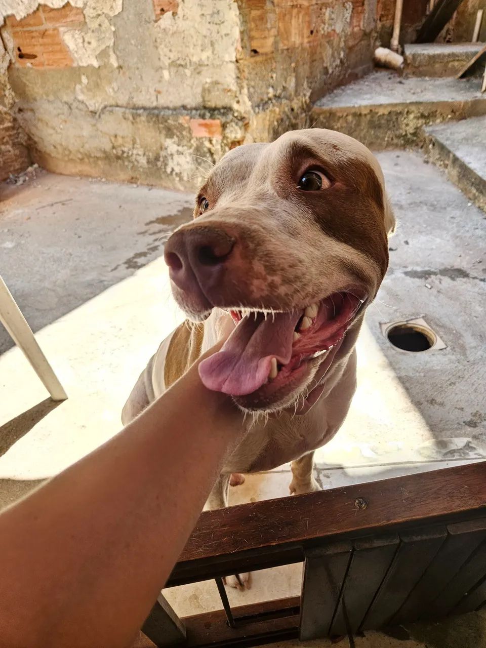 Cão para adoção  - Foto 5