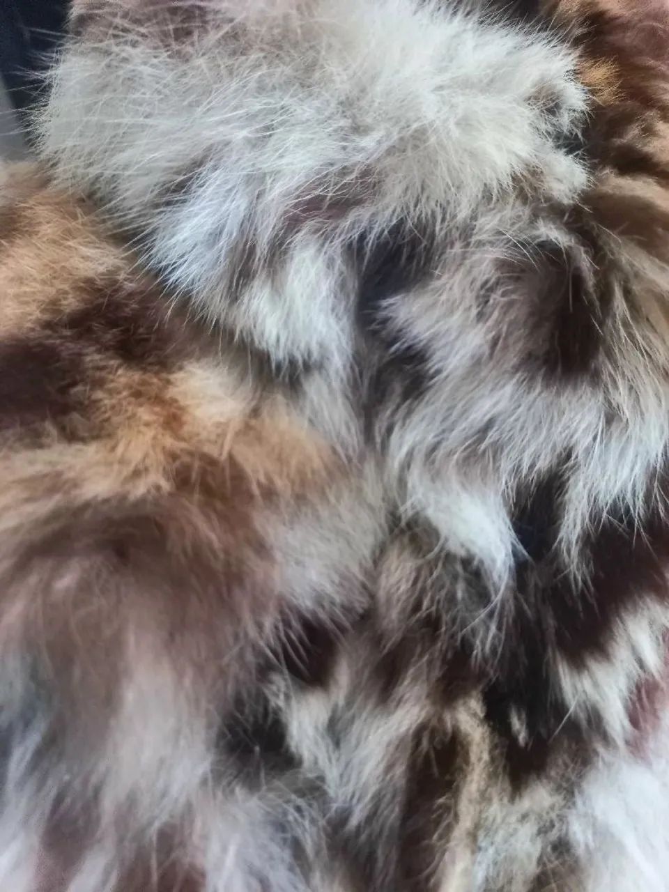 Casaco de pele gato selvagem  - Foto 3