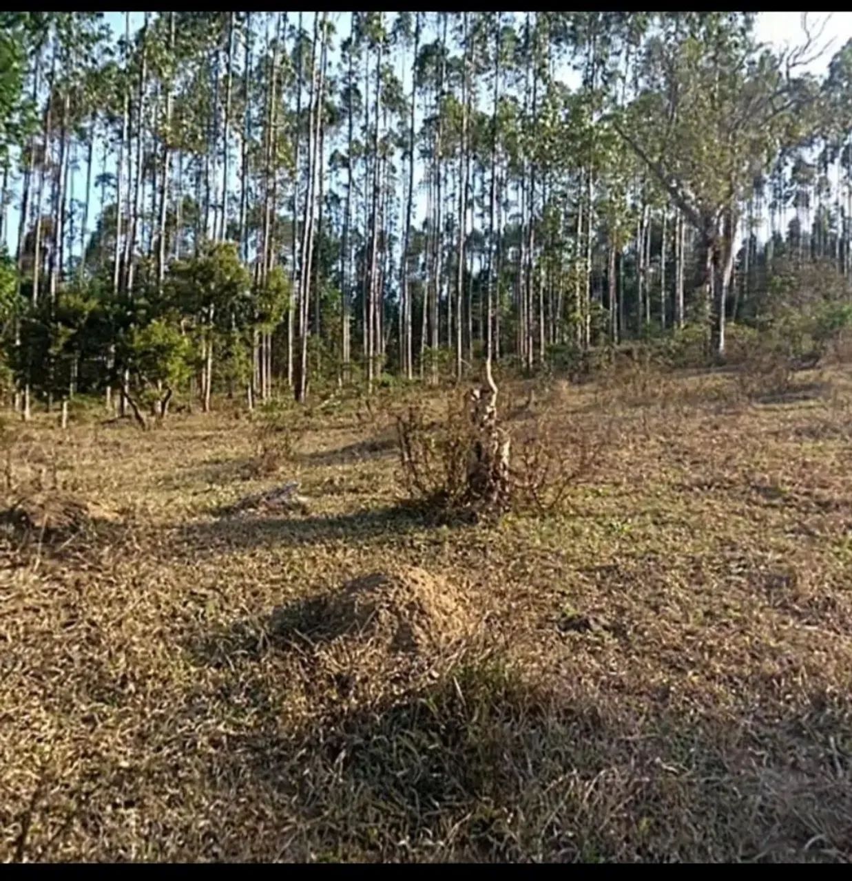 Terreno para chácara  - Foto 4