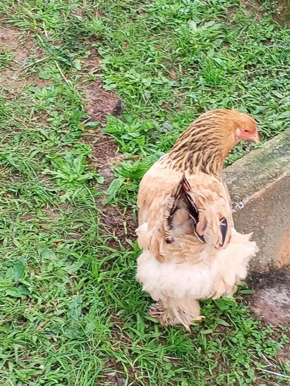 Galo e galinha Brahma - Foto 3