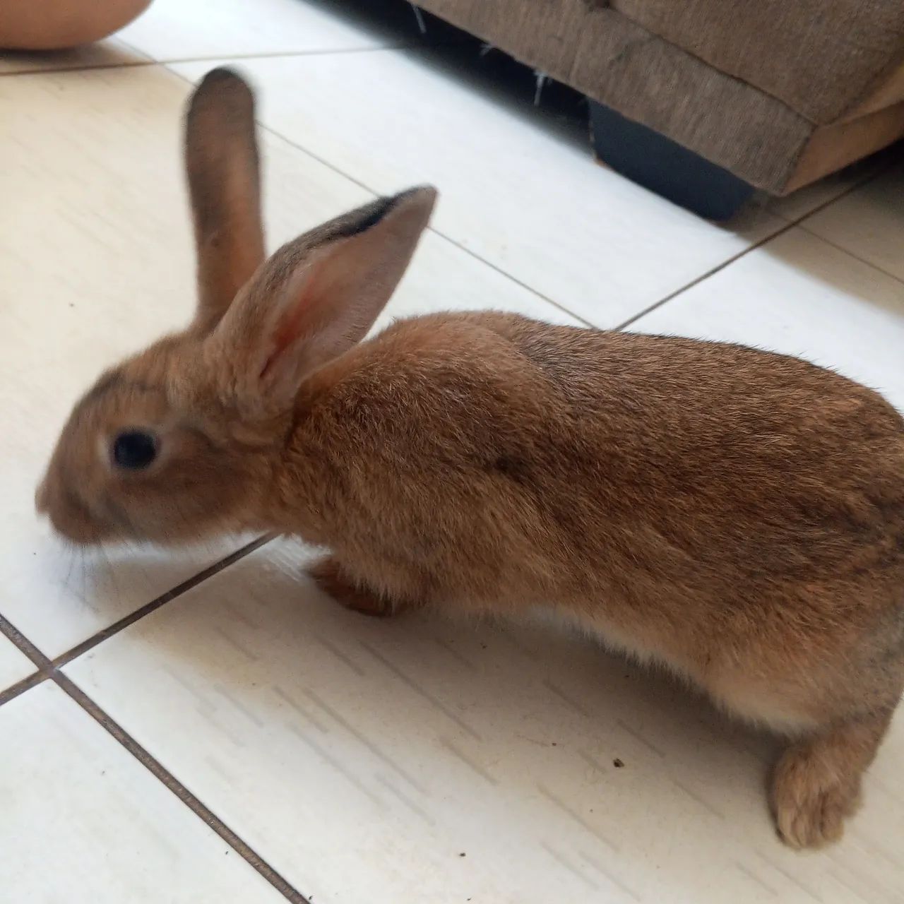 Coelho verdade com três meses de idade  - Foto 4
