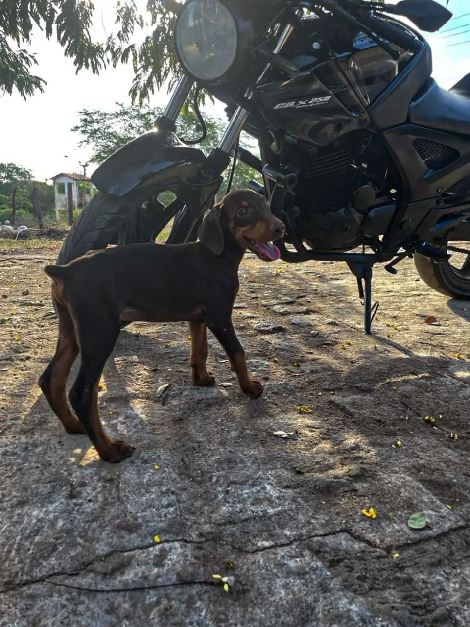 Filhotes de Doberman  - Foto 3