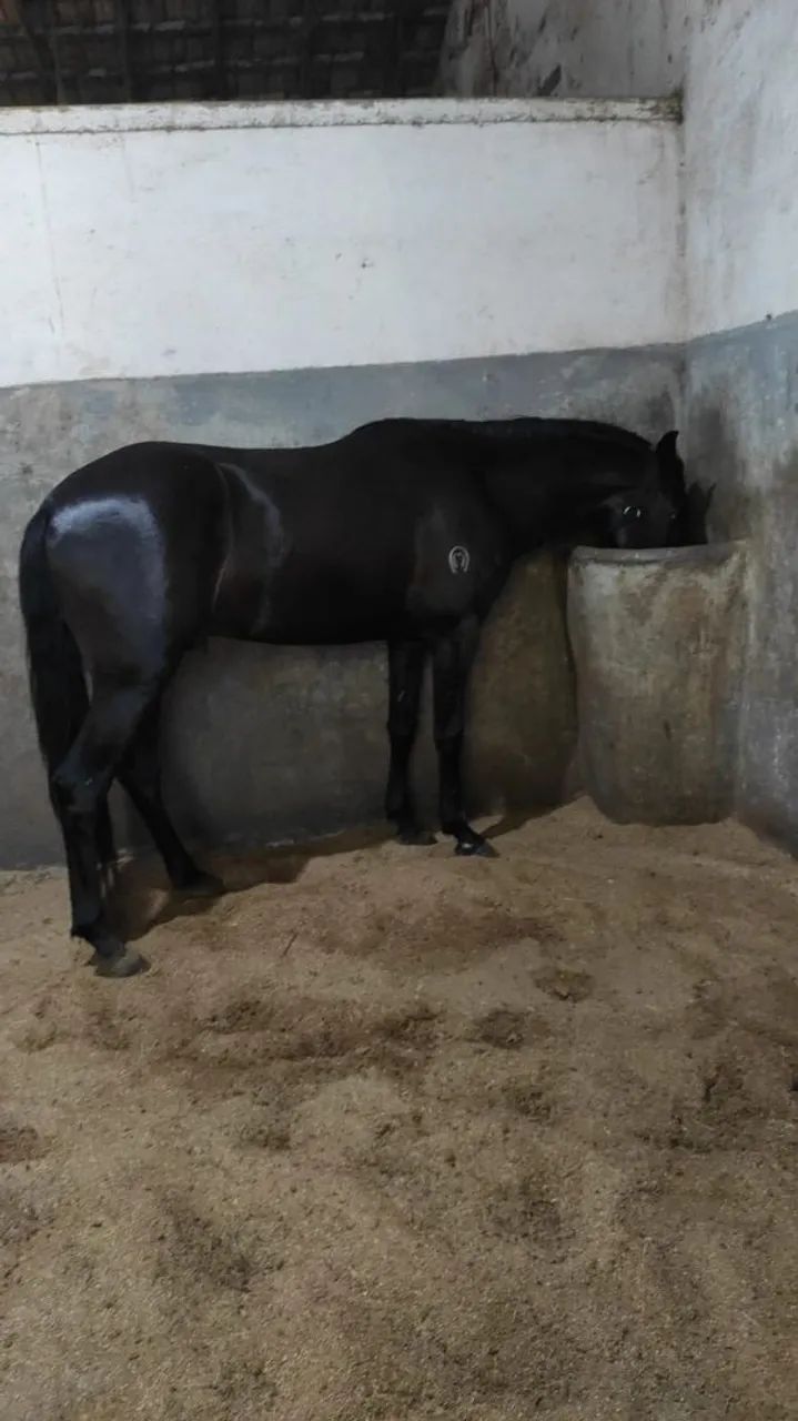 Potro Mangalarga Machador  - Foto 2