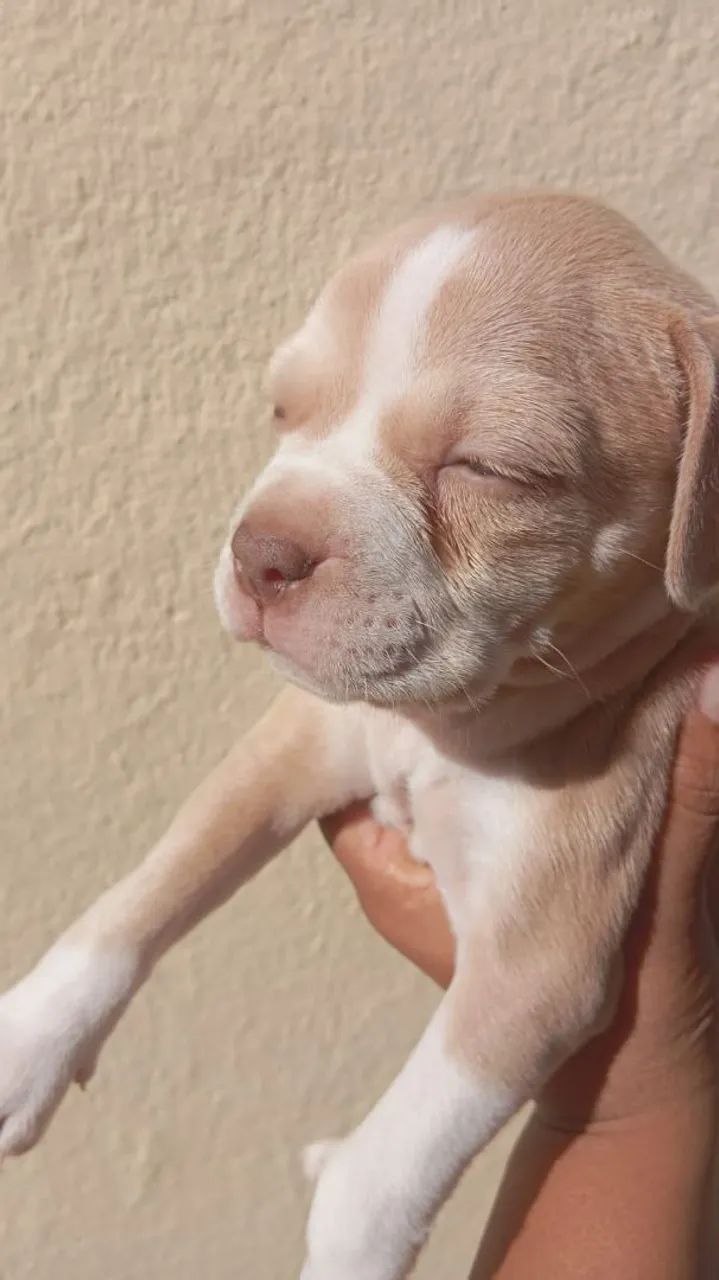 Américan bully
