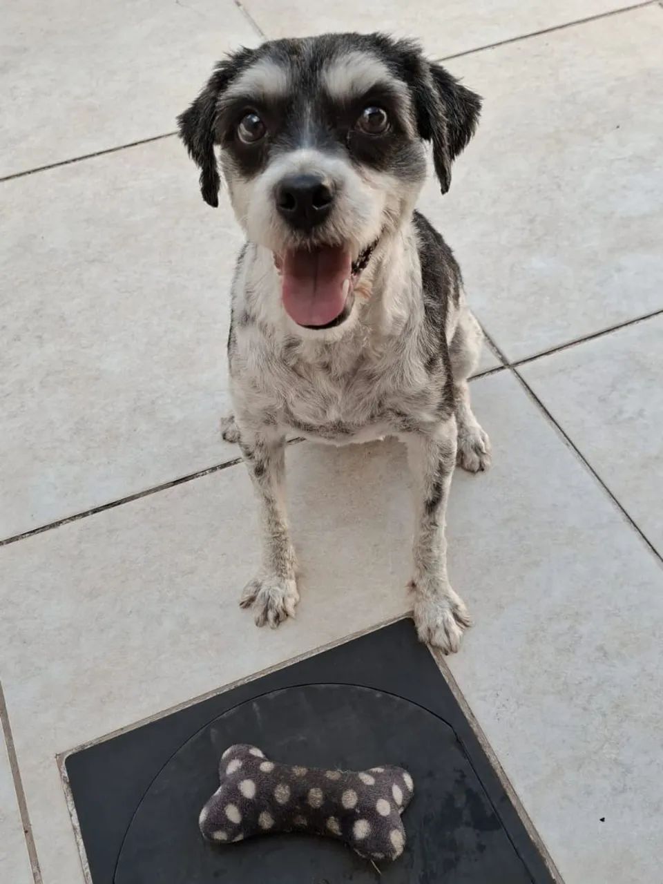 Doação Cachorro  resgatado e castrado - Foto 2