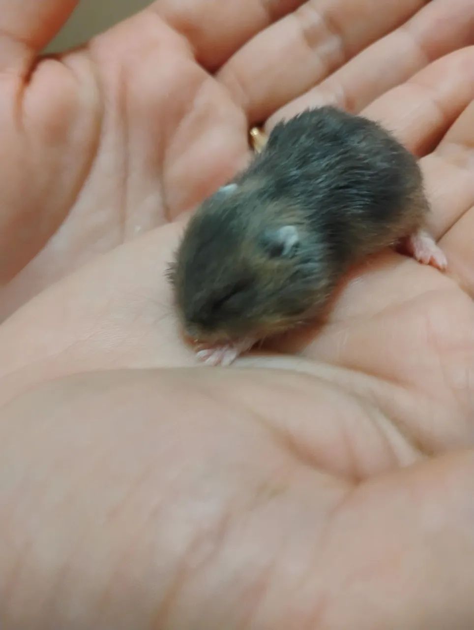  Hamster anão  - Foto 3