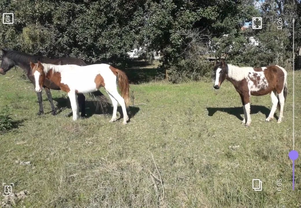 Cavalo Potro Marchador  - Foto 4