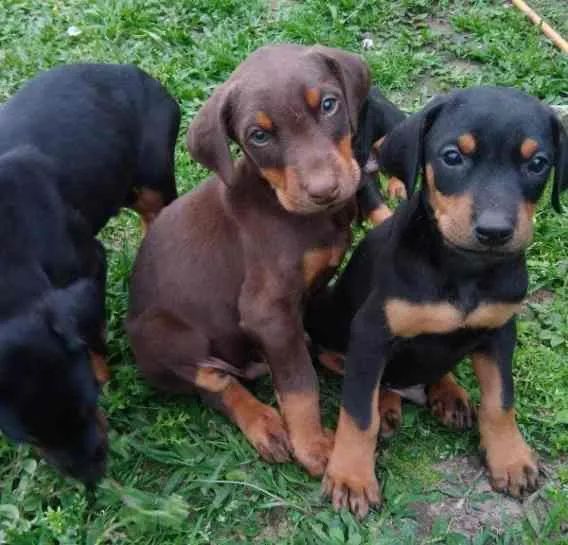 Doberman seu melhor amigo 