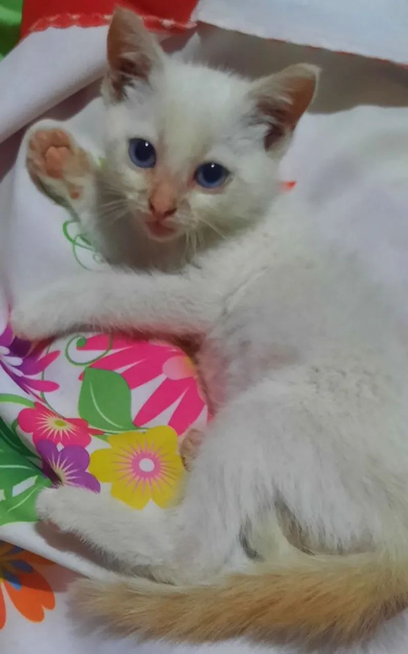 Adoação Gato - Foto 2