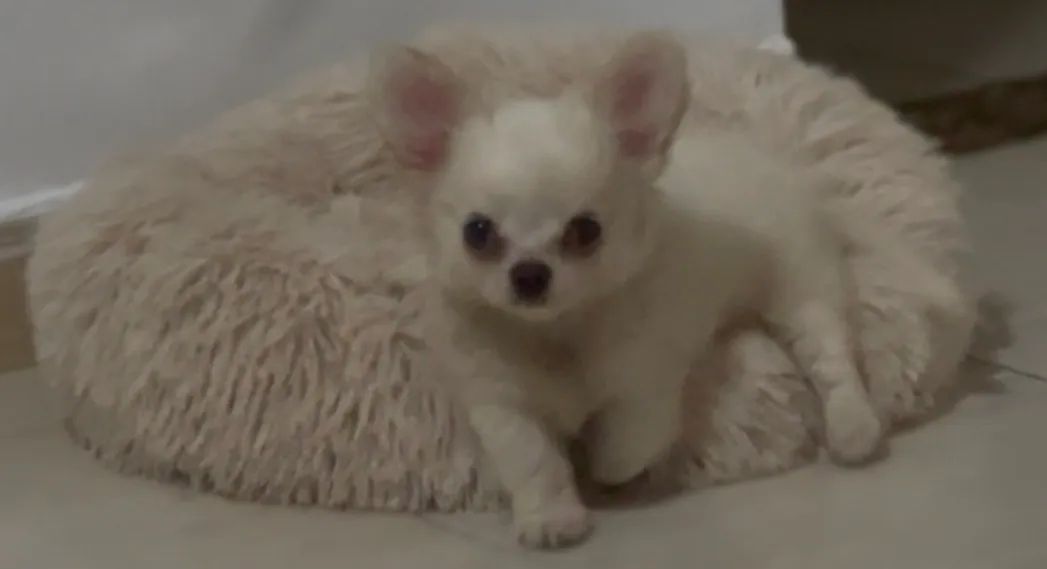 Chihuahua macho - Foto 3