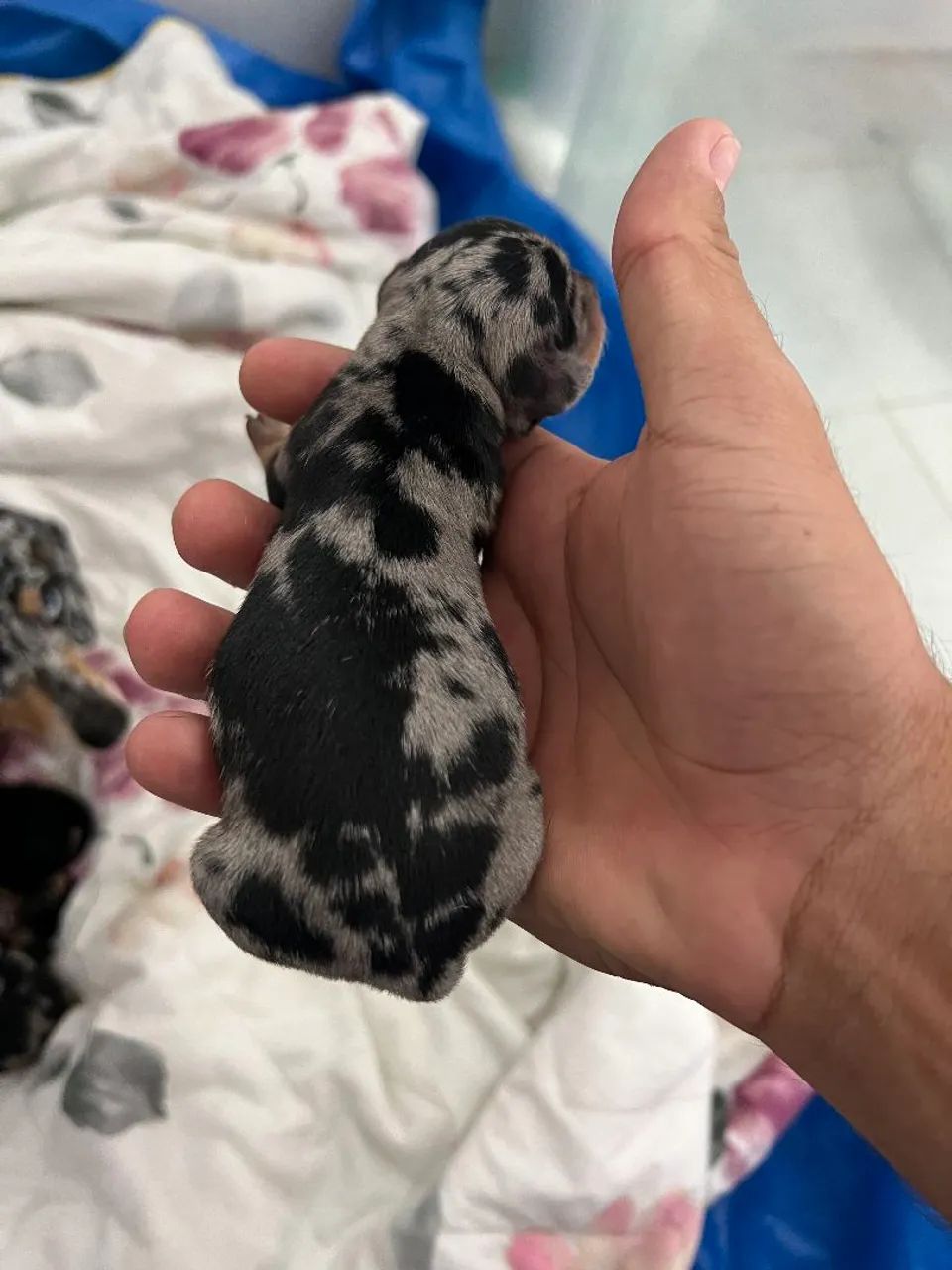 Filhotes dachshund  - Foto 2