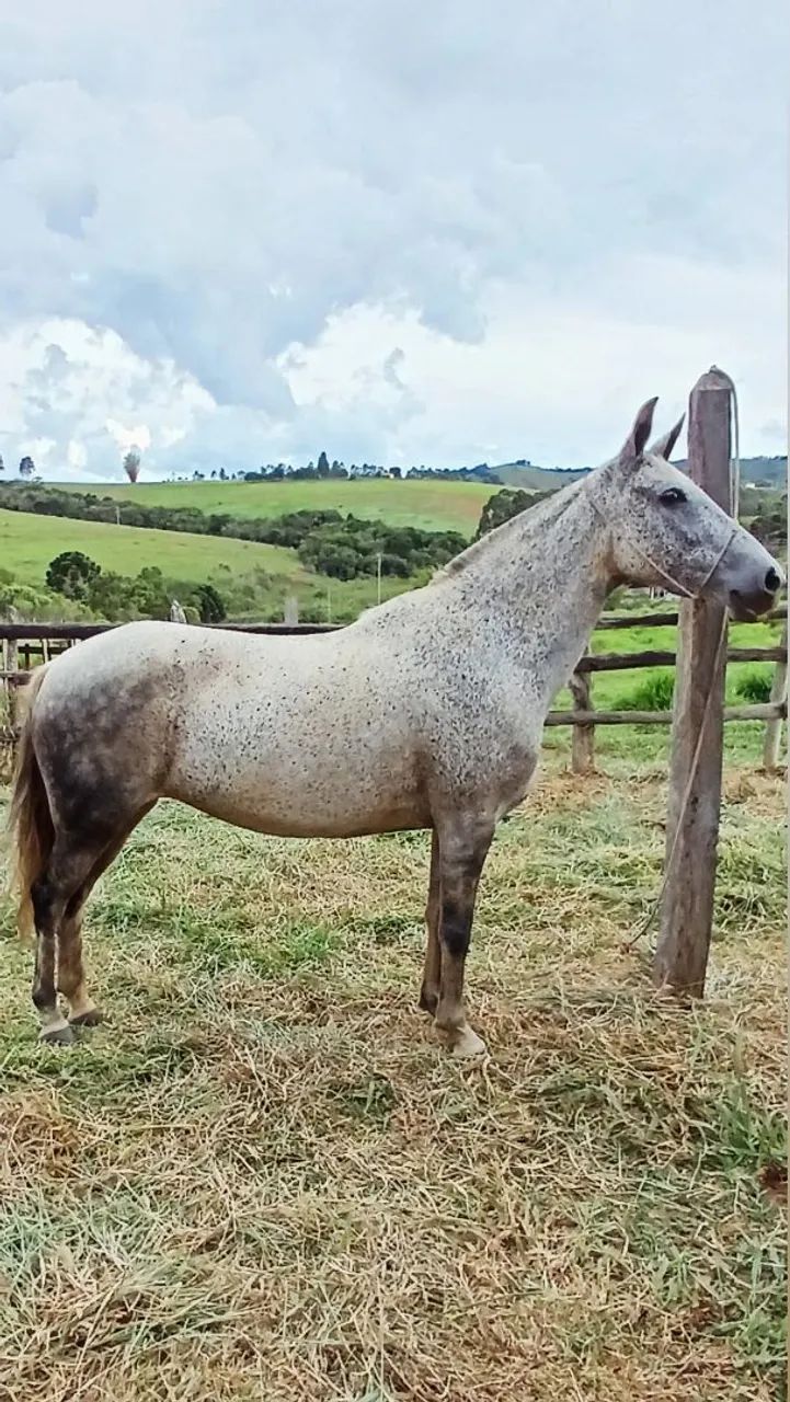 Égua Mangalarga Marchador (Registrada) - Foto 3