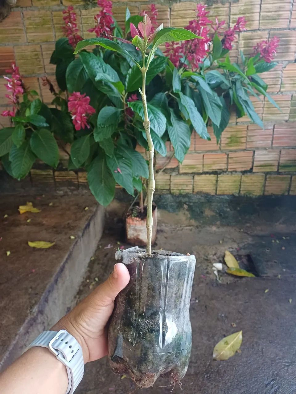 Mudas de plantas Camarão-Vermelho 