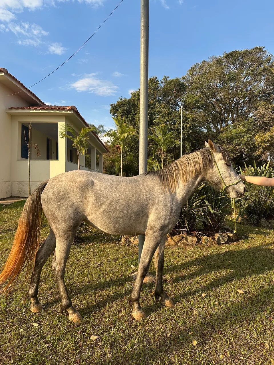Potras Quarto de milha - Foto 4