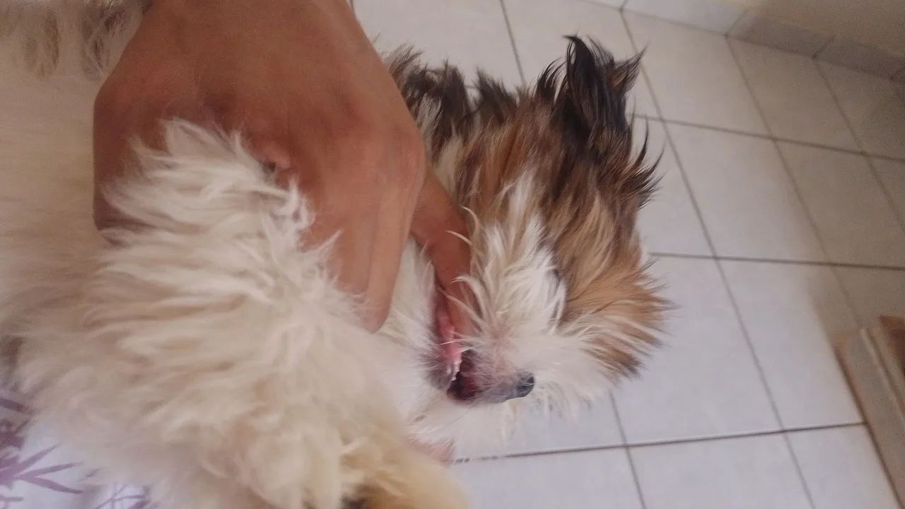 Animais de estimação 