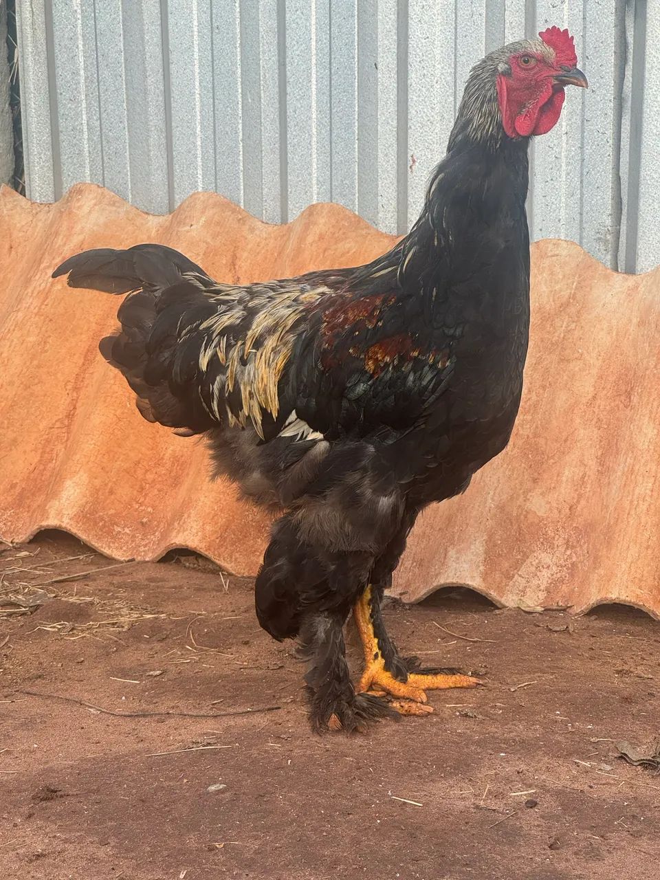 Frangos da raça Brahma Dark 