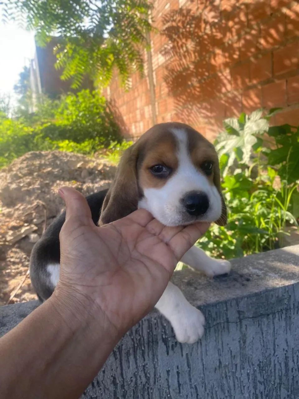 Vendo um lindo filhotinho de beagle  - Foto 5