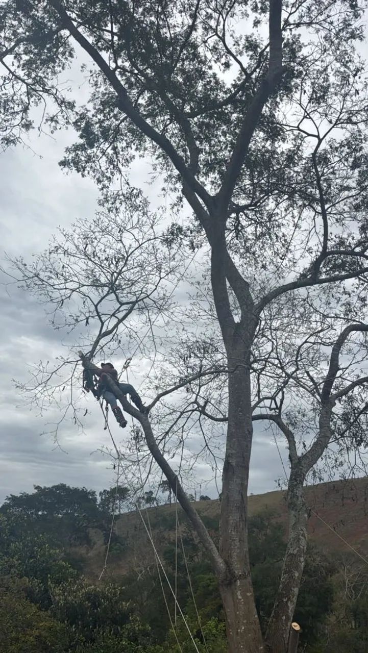 Corte e podas de Árvores  - Foto 2
